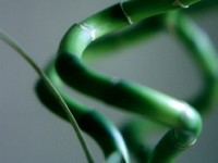 Small header pic of twisted bamboo